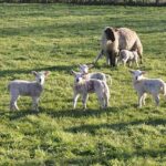 lambs