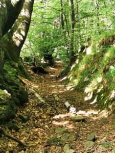 Walkway up towards the  "Fidler's Elbow"