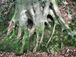 A very old tree shows it's roots