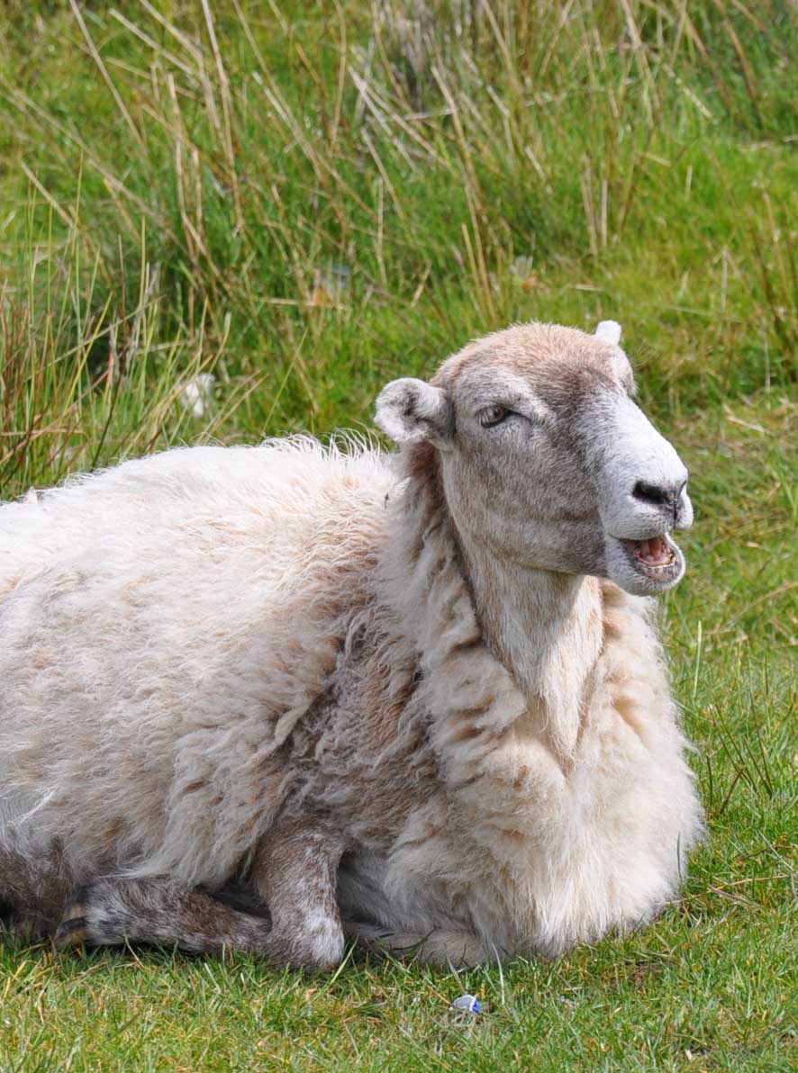 Sheep in Monmouthshire