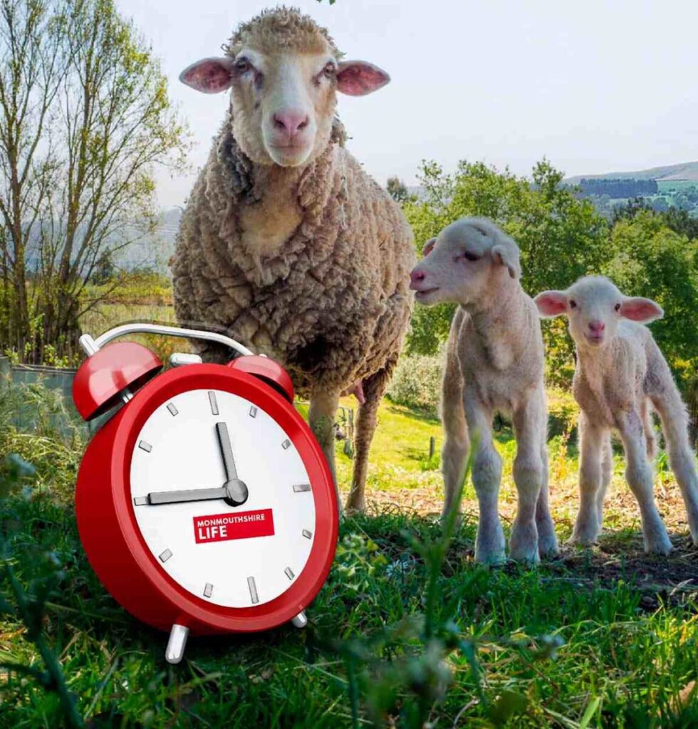 Clocks go forward. A pricture of a sheep and lambs, with a depiction of an alarm clock signifying the clocks going forward for Summer.